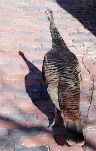 Sidewalk turkey